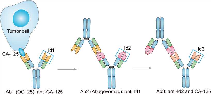 Mechanism of Action of Abagovomab